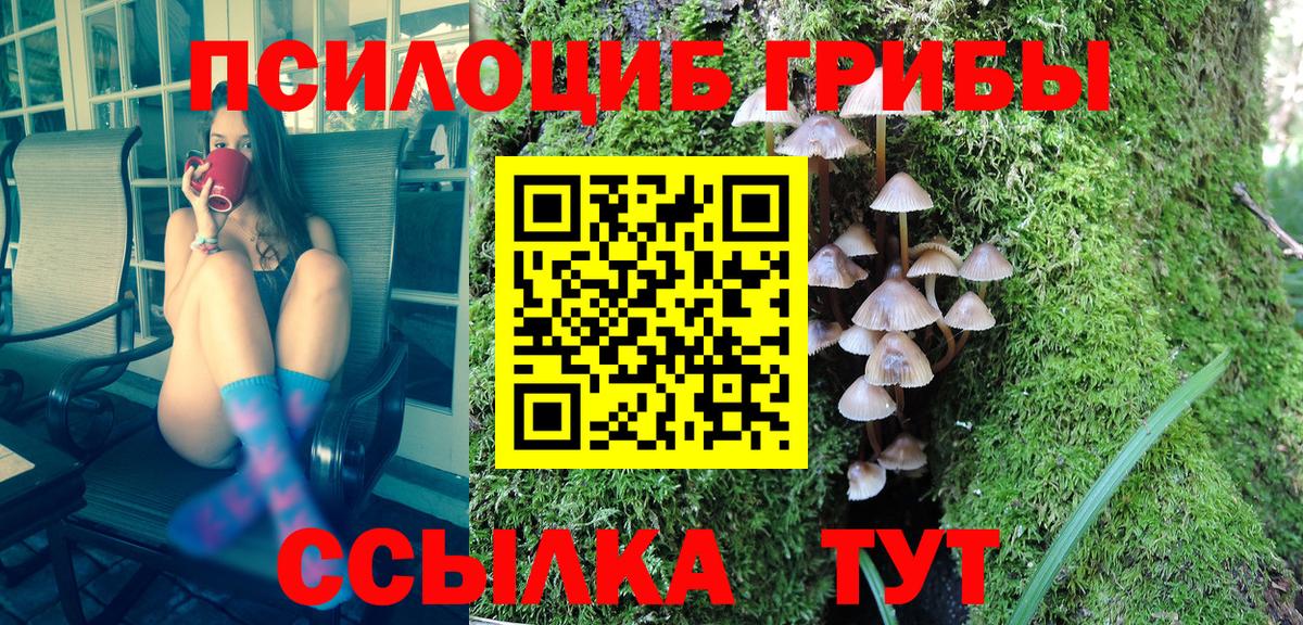 Псилоцибиновые грибы Psilocybe Балтийск