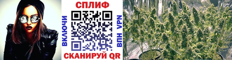 Каннабис гибрид Балтийск